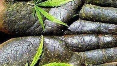 Photo of चौपाल के दो युवक चरस के साथ गिरफ्तार